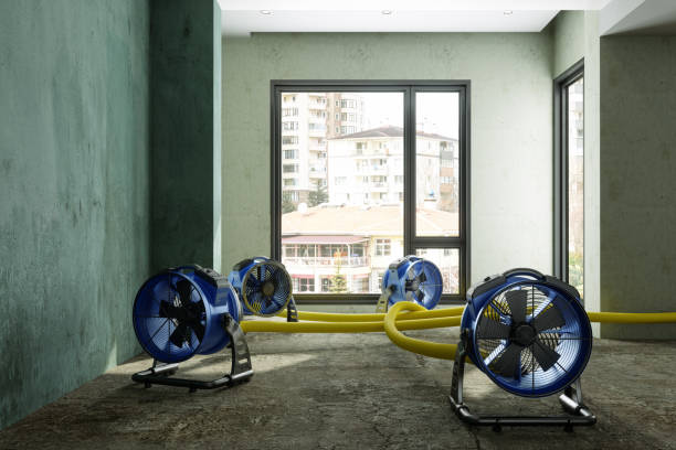 Best Mold removal after water damage  in Daleville, VA